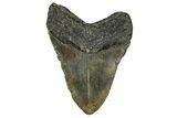 Fossil Megalodon Tooth - North Carolina #355838-2